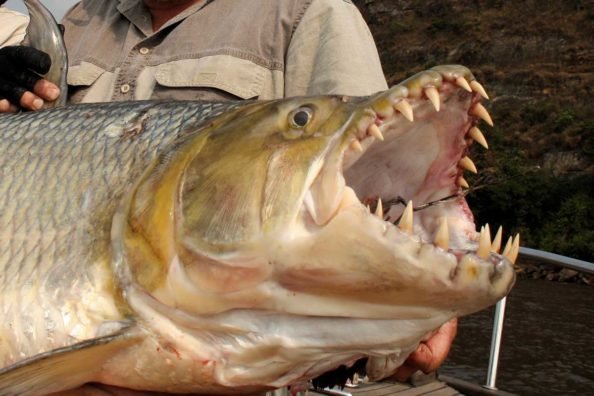 Goliath Tigerfish: Description, Plus Info on Fishing for the Freshwater Predator