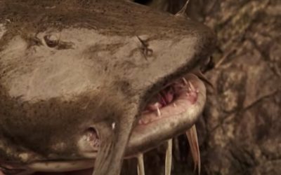 Goonch Catfish: The Giant Devil of India’s Freshwater Rivers