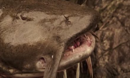 Goonch Catfish: The Giant Devil of India’s Freshwater Rivers