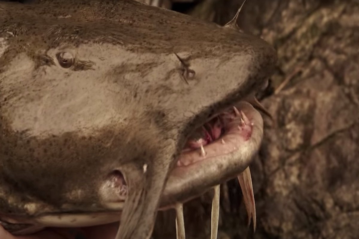 Goonch Catfish The Giant Devil of India's Freshwater Rivers Outdoor