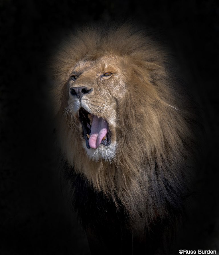 How To Choose A Camera Support System - Outdoor Enthusiast Lifestyle ...