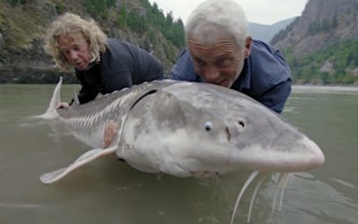 Jeremy Wade Nearly Gets Out-Muscled By a 140-Pound White Sturgeon