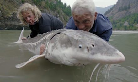 Jeremy Wade Nearly Gets Out-Muscled By a 140-Pound White Sturgeon