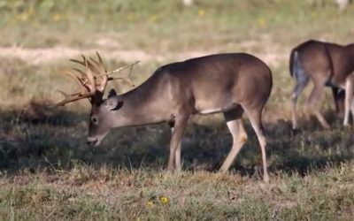 King Ranch Whitetail Hunt: How Much Does It Cost to Hunt the Flagship Texas Ranch?