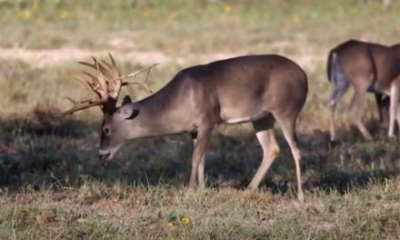 King Ranch Whitetail Hunt: How Much Does It Cost to Hunt the Flagship Texas Ranch?