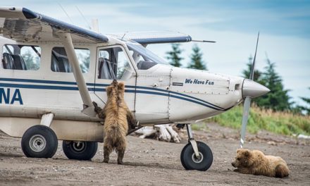 Last Frame: Curious Cubs