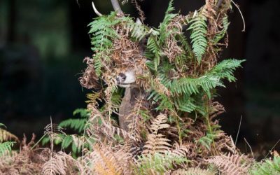 Last Frame: Red Deer In Bracken