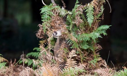 Last Frame: Red Deer In Bracken