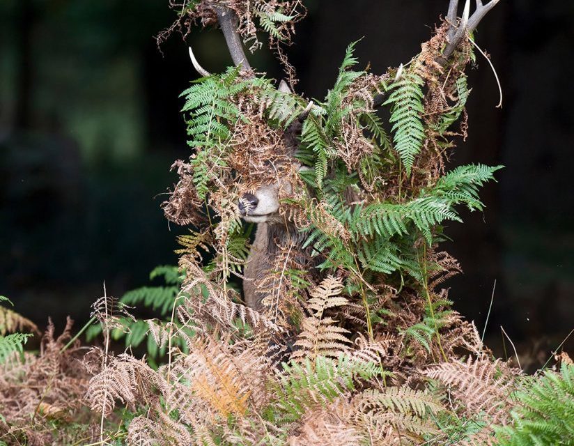 Last Frame: Red Deer In Bracken