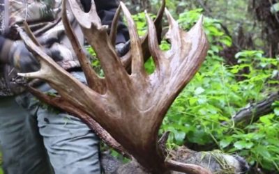 Looking Back on the Largest Free-Range Whitetail Ever Harvested on Camera