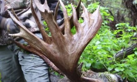 Looking Back on the Largest Free-Range Whitetail Ever Harvested on Camera