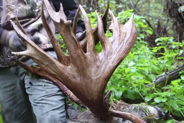 Looking Back on the Largest Free-Range Whitetail Ever Harvested on Camera