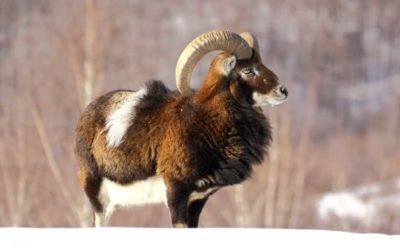 Mouflon Ram Hunting: All There is to Know About This Exotic Species