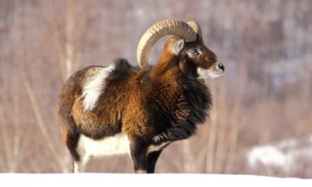 Mouflon Ram Hunting: All There is to Know About This Exotic Species