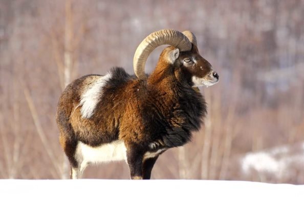 Mouflon Ram Hunting: All There is to Know About This Exotic Species