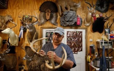 Picking a Taxidermist: 6 Things to Look For