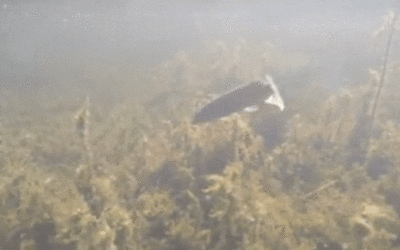Pike eat Pike World