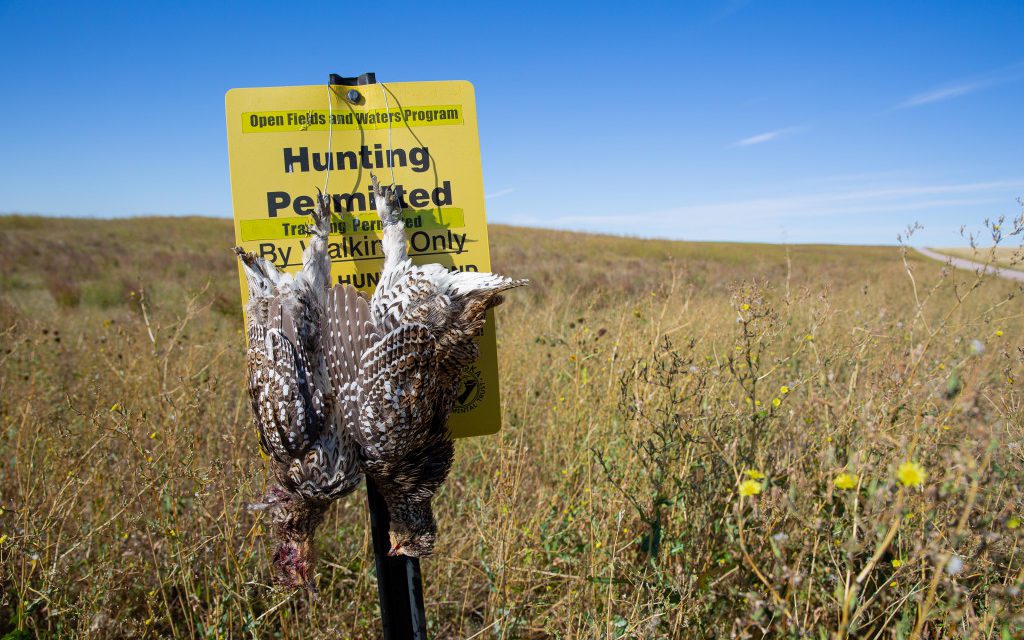 Public Grouse: An Adventure Story