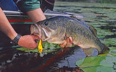 The Angling Journey: 5 Stages of Being a Fisherman or Woman