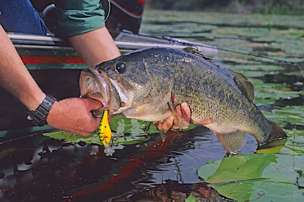 The Angling Journey: 5 Stages of Being a Fisherman or Woman