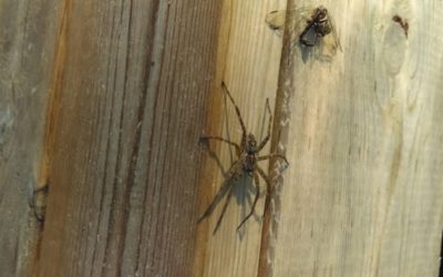 The Fishing Spider: Facts About the Aquatic Arachnids