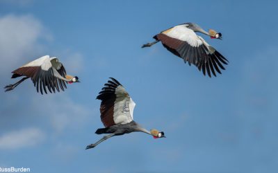 Tips For Better Bird Photos