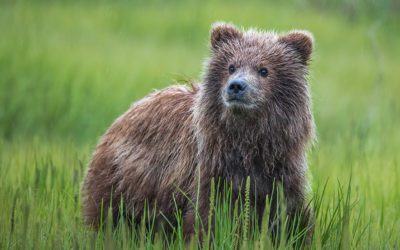 Wild For Wildlife Photography