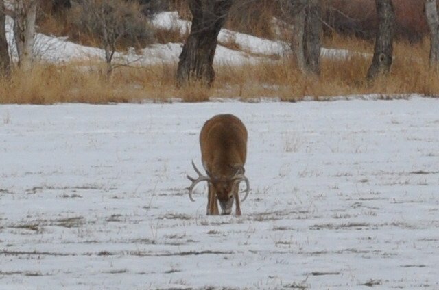 Late Season Deer Hunting