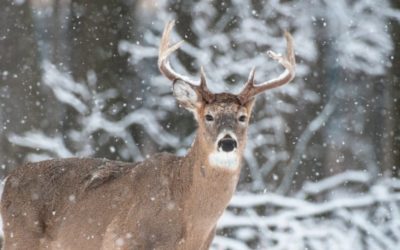 5 Late Season Deer Hunting Tips to Save Your Season at the Last Minute