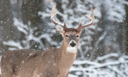 5 Late Season Deer Hunting Tips to Save Your Season at the Last Minute