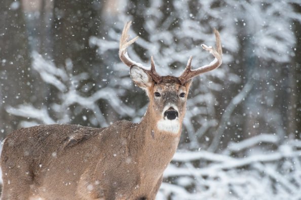 5 Late Season Deer Hunting Tips to Save Your Season at the Last Minute