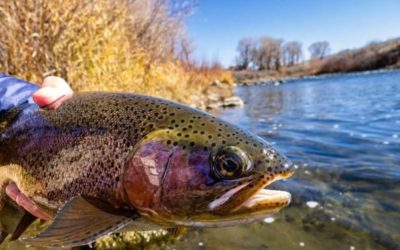 7 Best New Trout Lures