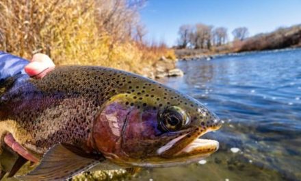 7 Best New Trout Lures