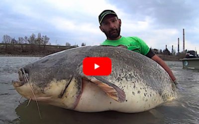 Angler Lands 260-Pound Wels Catfish As His Gear Starts Failing