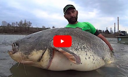 Angler Lands 260-Pound Wels Catfish As His Gear Starts Failing