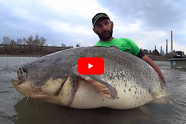 Angler Lands 260-Pound Wels Catfish As His Gear Starts Failing