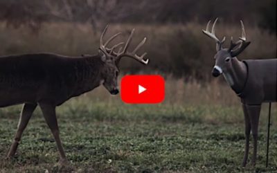 Big Buck Flattens Decoy Before the Hunter Makes a Perfect Shot