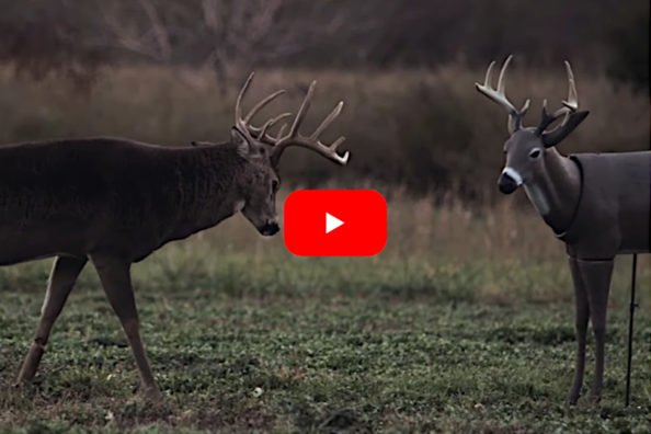 Big Buck Flattens Decoy Before the Hunter Makes a Perfect Shot