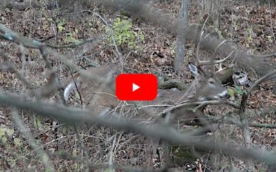 Bowhunter Puts Giant Sick Buck Out of Its Misery on Public Land