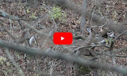 Bowhunter Puts Giant Sick Buck Out of Its Misery on Public Land