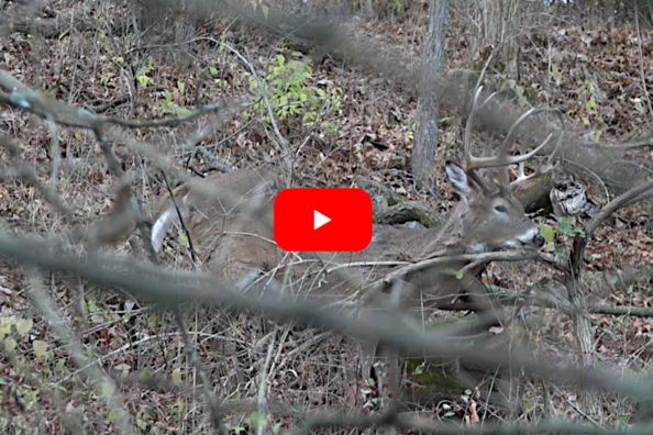 Bowhunter Puts Giant Sick Buck Out of Its Misery on Public Land