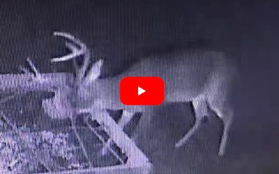 Buck’s Antler Suddenly Pops Off in Bungee Cord Antler Trap