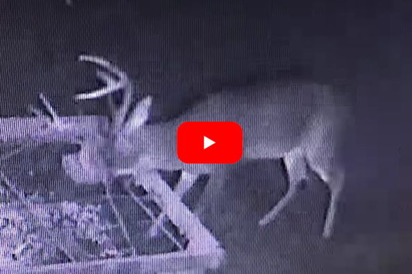 Buck’s Antler Suddenly Pops Off in Bungee Cord Antler Trap