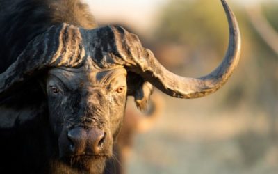 Cape Buffalo Hunting: Where and How to Pursue the Legendary “Black Death”