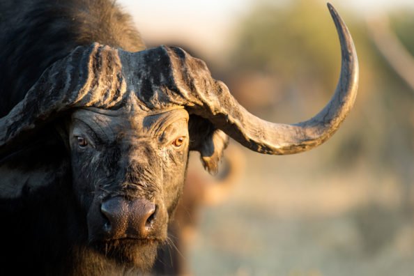 Cape Buffalo Hunting