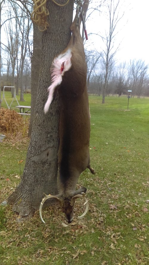 dry aging venison