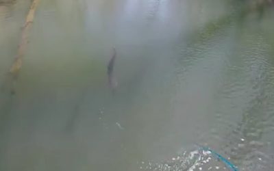 Fly Fisherman Gets Stubborn Muskie to Strike at Last Second on the Figure Eight