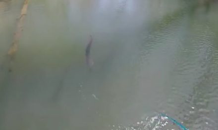 Fly Fisherman Gets Stubborn Muskie to Strike at Last Second on the Figure Eight