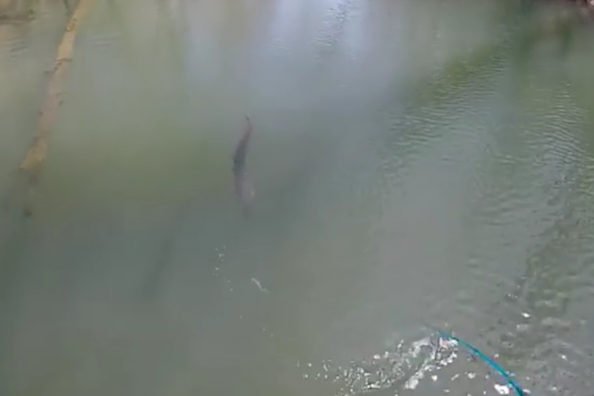 Fly Fisherman Gets Stubborn Muskie to Strike at Last Second on the Figure Eight