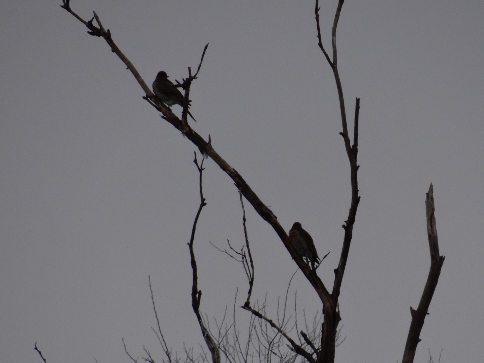 northernflickers